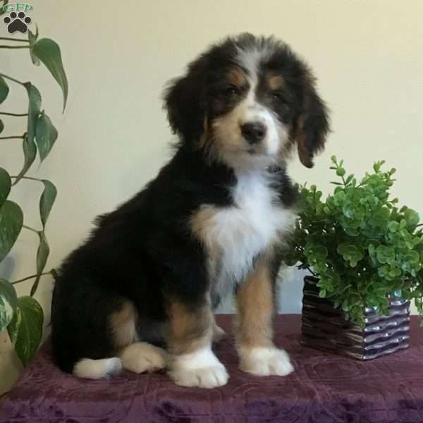 Lilac, Bernedoodle Puppy